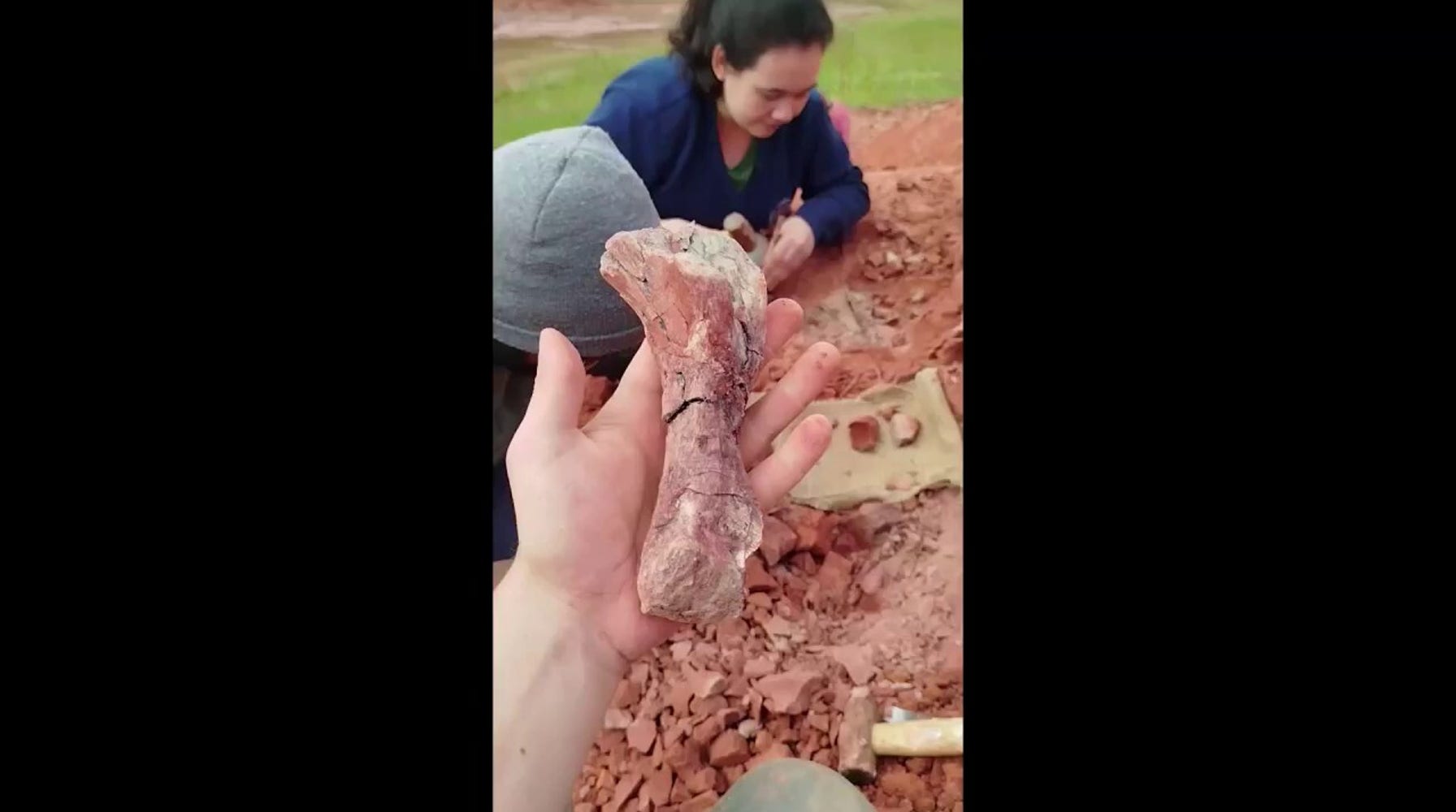 Unearthing Ancient Giants: Rare Dinosaur Skeletons Emerge from Catastrophic Flooding